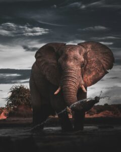 Photo of a large active elephant facing the camera on a dark and stormy day